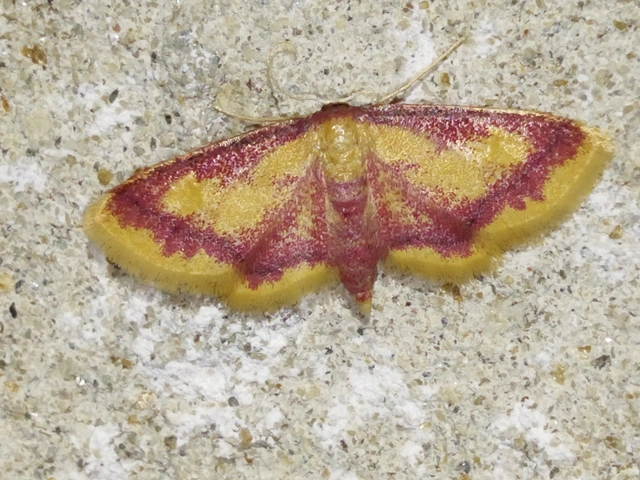 Idaea muricata - mocsári pirosaraszoló