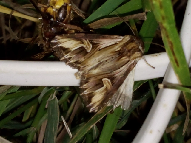 Actinotia polyodon - nagy sugarasbagoly
