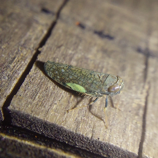 Orientus ishidae