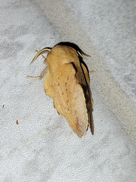 Phyllodesma tremulifolia - nyárlevélpohók