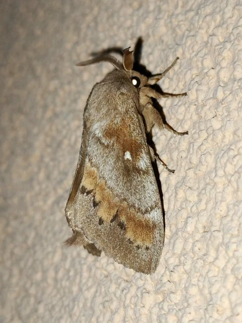 Dendrolimus pini - fenyőpohók