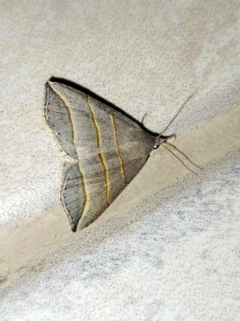 Colobochyla salicalis - háromsávos törpebagoly