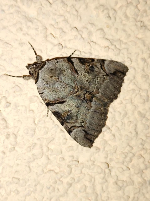 Catocala hymenaea - kökény-övesbagoly