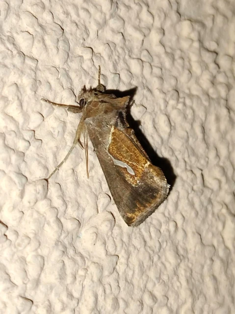 Macdunnoughia confusa - cseppfoltos ezüstbagoly