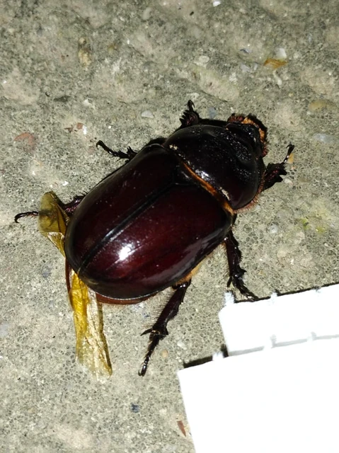 Oryctes nasicornis - orrszarvú bogár