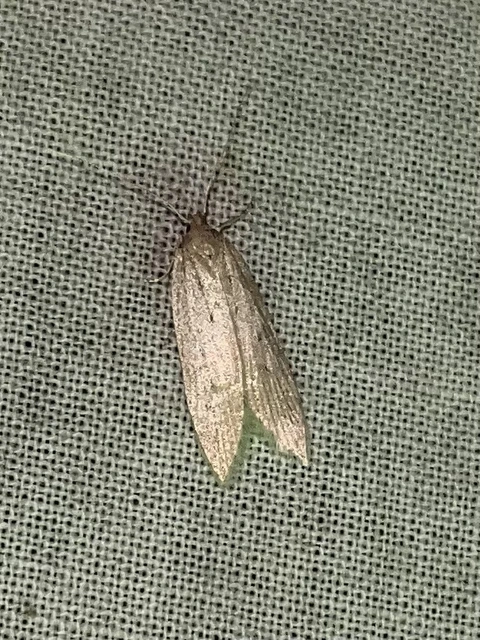 Atremaea lonchoptera - magyar nádmoly