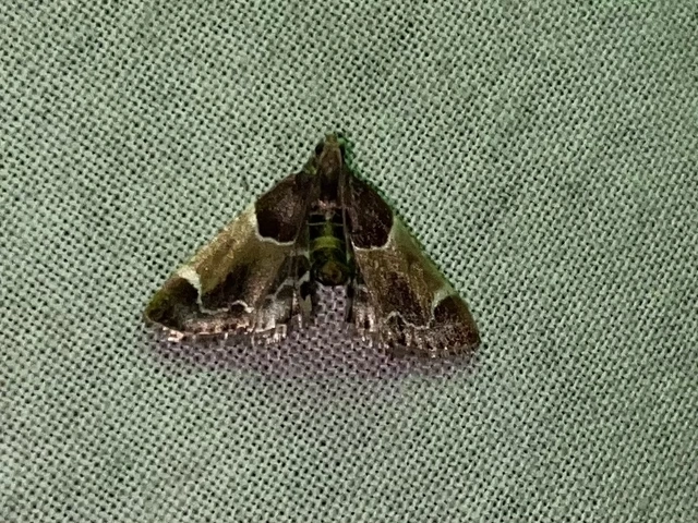 Pyralis farinalis - lisztilonca