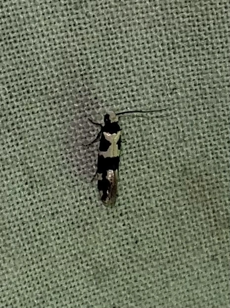 Neurothaumasia ankerella - magyarmoly