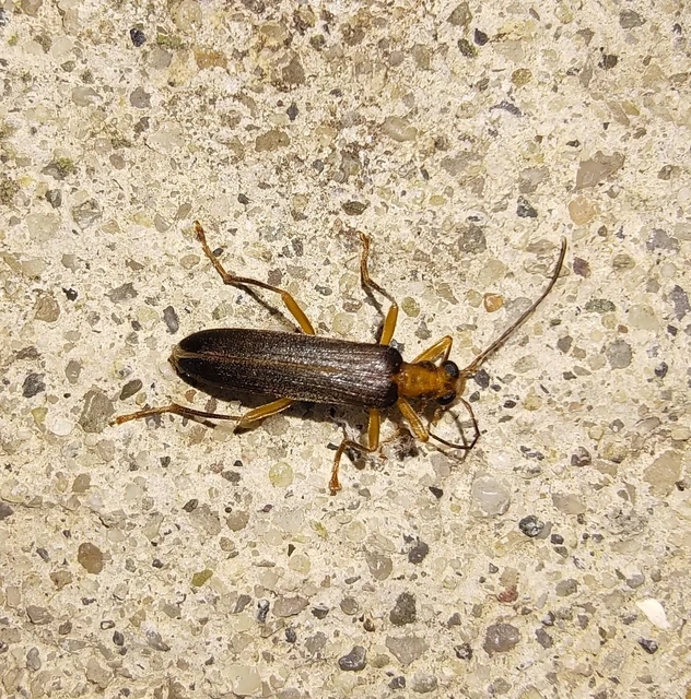 Nacerdes carniolica - karnóliai álcincér