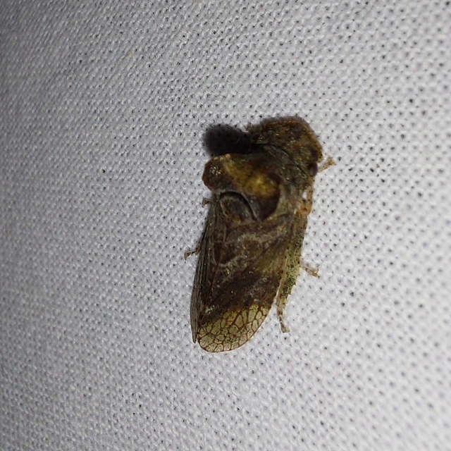 Ledra aurita - füleskabóca