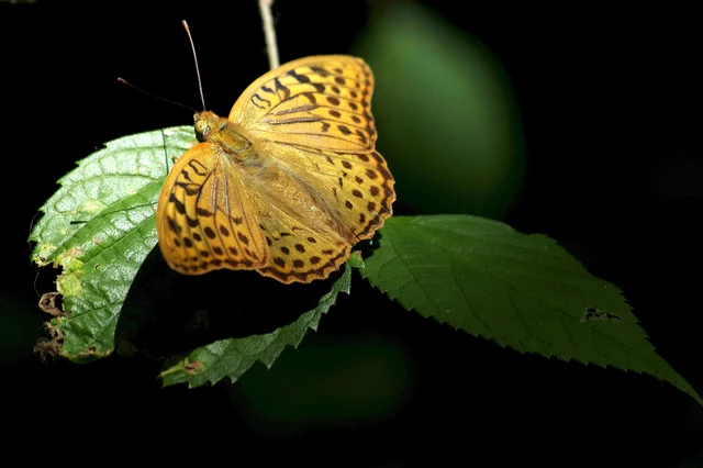 Argynnis pandora - zöldes gyöngyházlepke