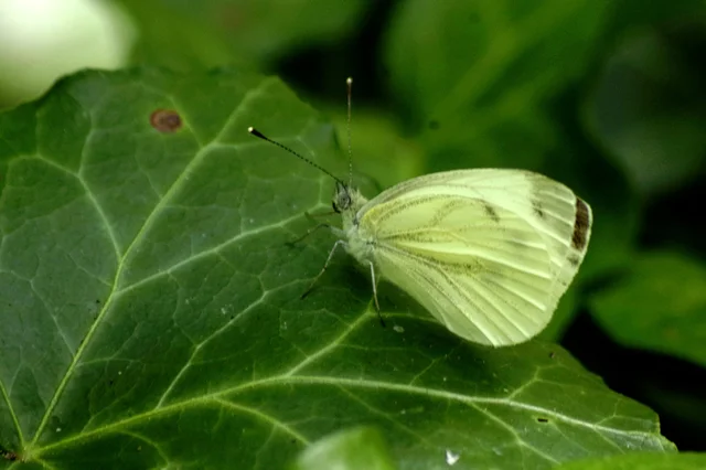 Pieris napi - repcelepke