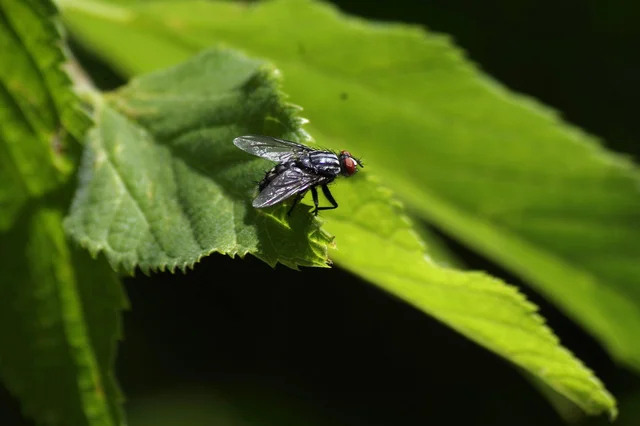Diptera - Kétszárnyúak