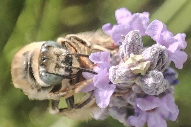 Tetralonia malvae