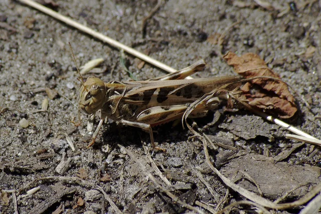 Oedaleus decorus - szalagos sáska