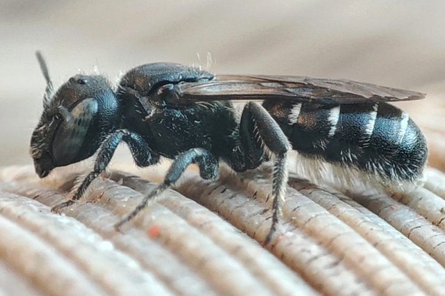 Hoplitis leucomelana