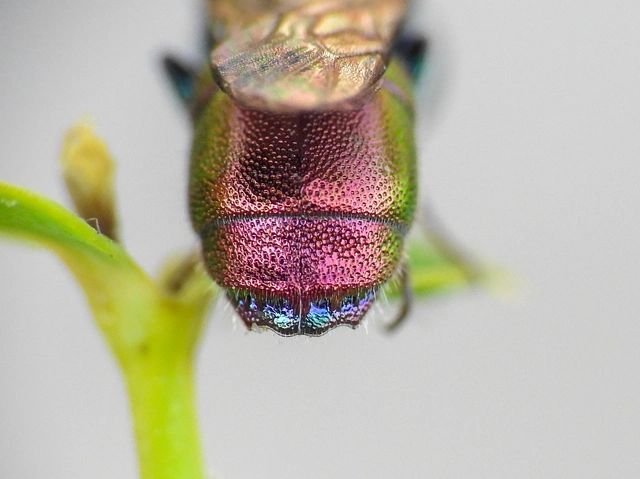 Chrysis pulchella
