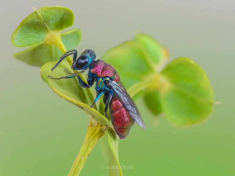 Chrysis pulchella