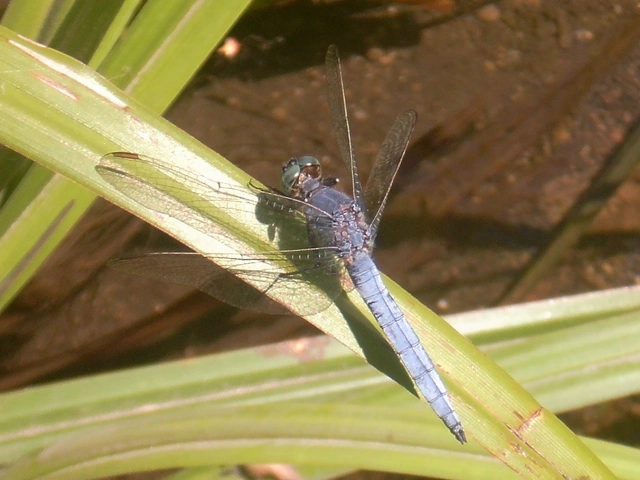 Orthetrum coerulescens - karcsú pásztorszitakötő