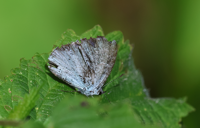 Celastrina argiolus - bengeboglárka