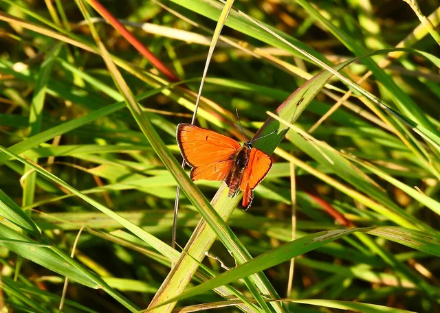 Lycaena dispar rutilus - nagy tűzlepke