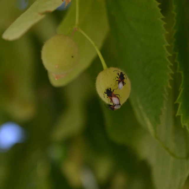 Oxycarenus lavaterae - hársbodobács