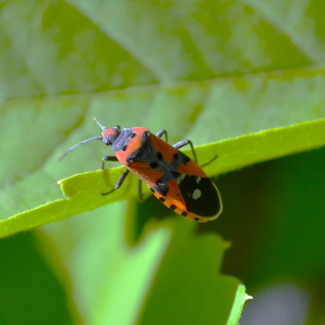 Lygaeus equestris/simulans