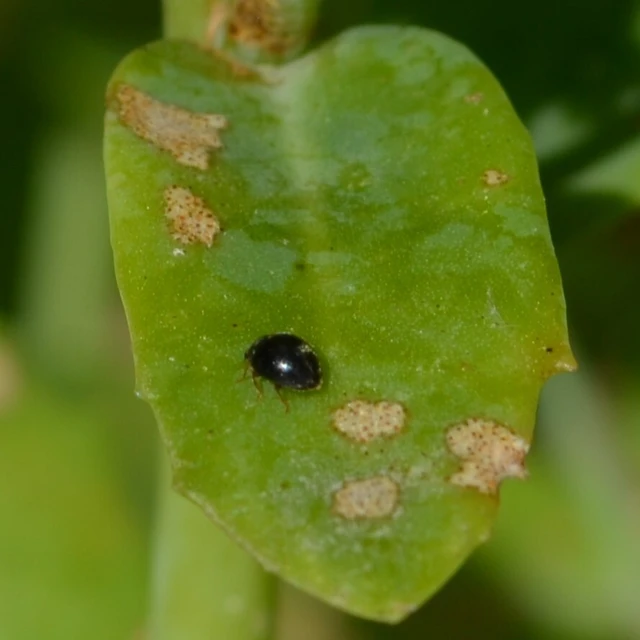 Stethorus pusillus - atkász bödice