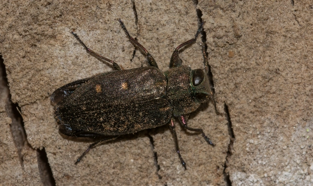 Chrysobothris affinis - aranypettyes díszbogár