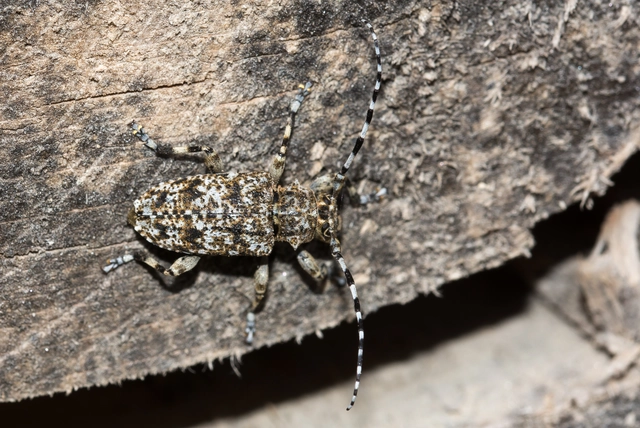 Aegomorphus clavipes - tarka cincér Aegomorphus clavipes - tarka cincér