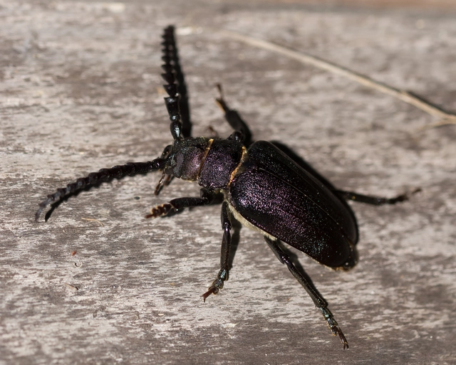 Prionus coriarius - csőszcincér