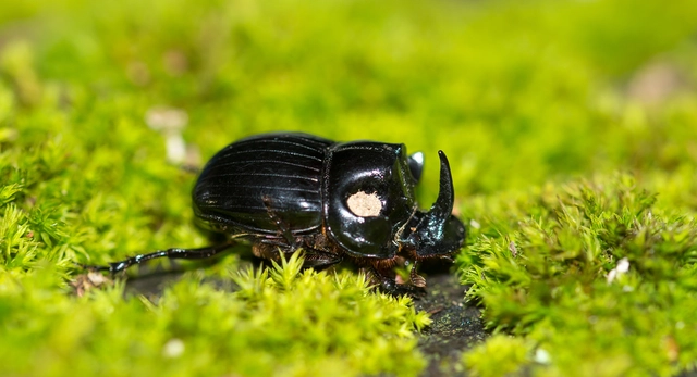 Copris lunaris - közönséges holdszarvú-ganéjtúró