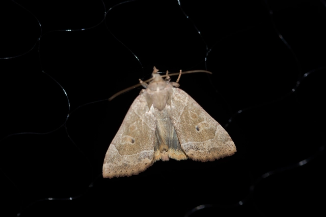 Cosmia trapezina - közönséges lombbagoly