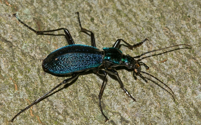 Carabus intricatus - kék laposfutrinka