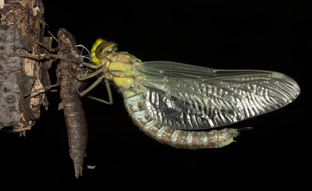 Aeshna cyanea - sebes karcsúacsa