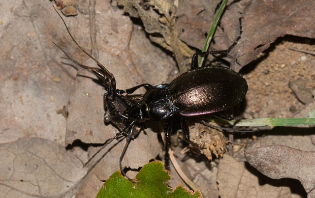 Carabus nemoralis - ligeti futrinka