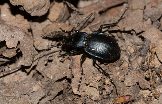 Carabus convexus - selymes futrinka