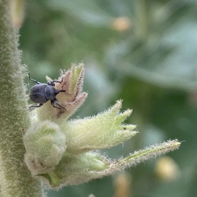 Rhinusa tetra - magtoklakó ökörfarkkóró-ormányos