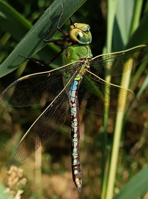 Anax imperator - zöld óriásacsa