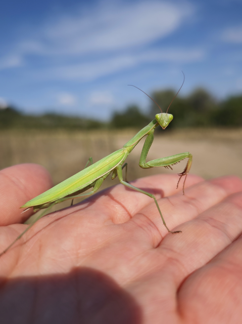Mantis religiosa - imádkozósáska