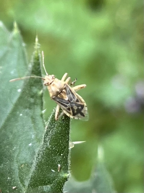 Stictopleurus Stictopleurus