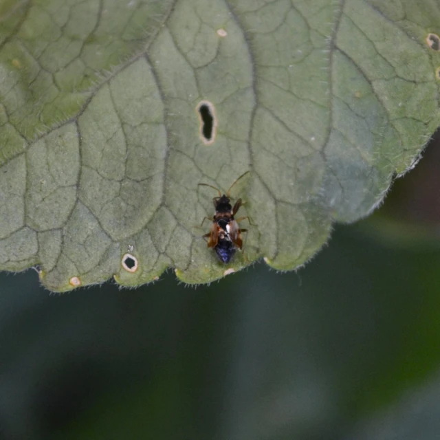 Scolopostethus Scolopostethus