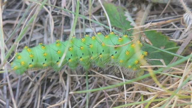 Saturnia pavoniella/pavonia