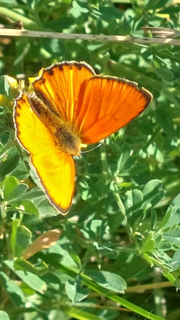 Lycaena virgaureae - arany-tűzlepke