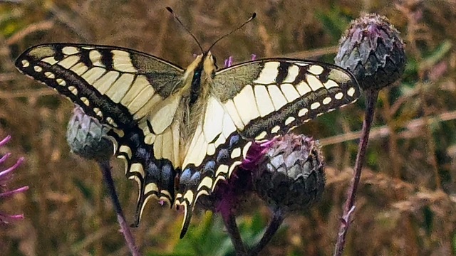Papilio machaon - fecskefarkú lepke