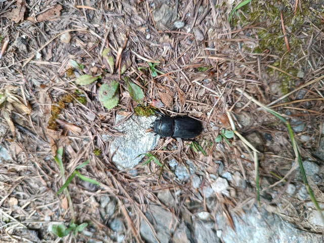 Dorcus parallelipipedus - kis szarvasbogár