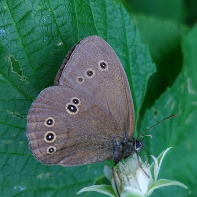 Aphantopus hyperanthus - közönséges ökörszemlepke