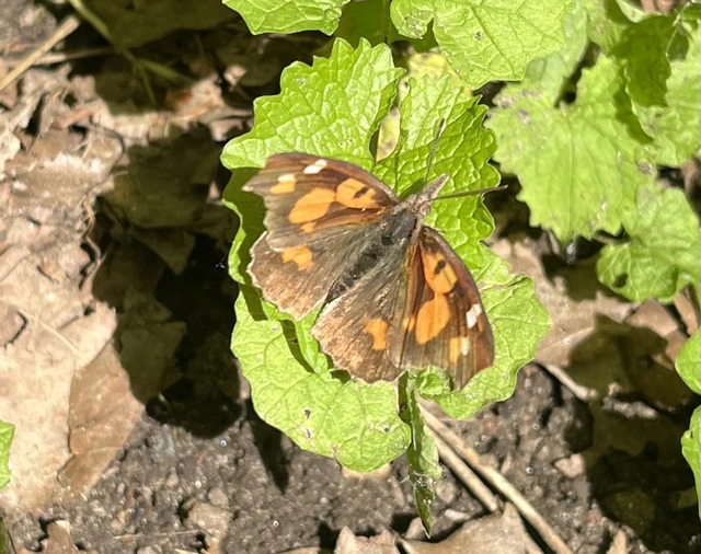 Libythea celtis - csőröslepke