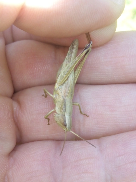 Chrysochraon dispar - aranyos sáska