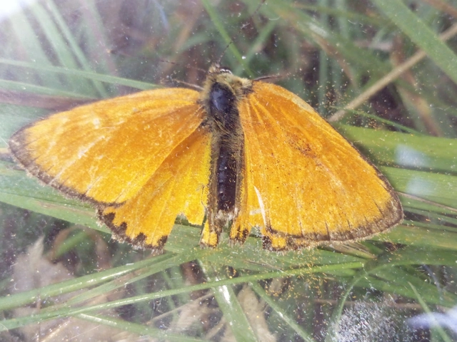 Lycaena virgaureae - arany-tűzlepke